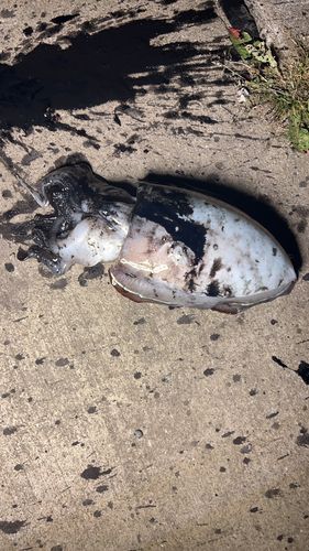 モンゴウイカの釣果