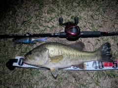ブラックバスの釣果