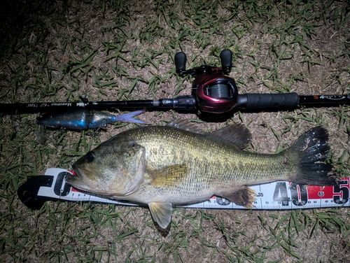 ブラックバスの釣果