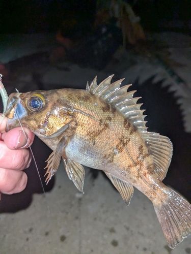 メバルの釣果