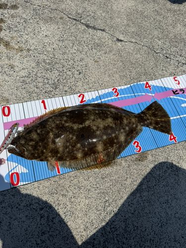 ヒラメの釣果