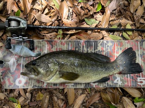 ブラックバスの釣果