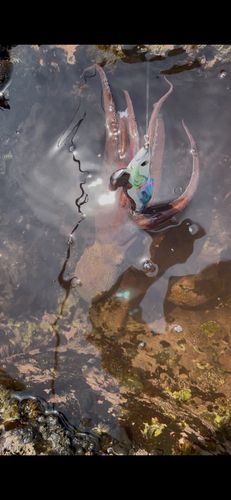 タコの釣果