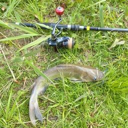 アメリカナマズ