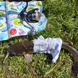 アメリカナマズ