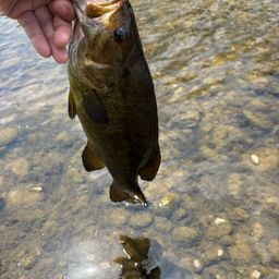 スモールマウスバス