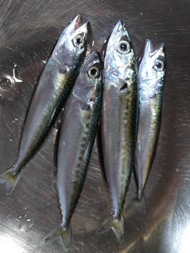 マサバの釣果