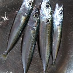 マサバ