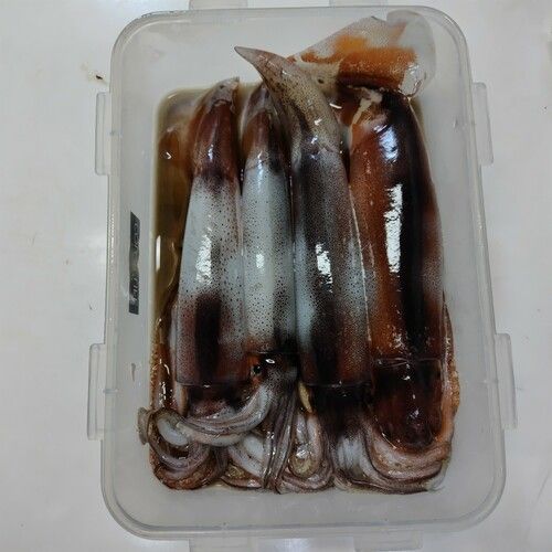スルメイカの釣果