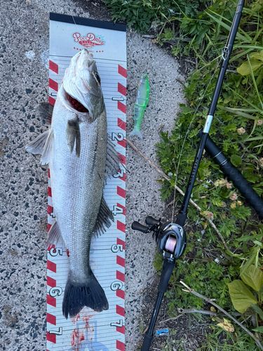 シーバスの釣果