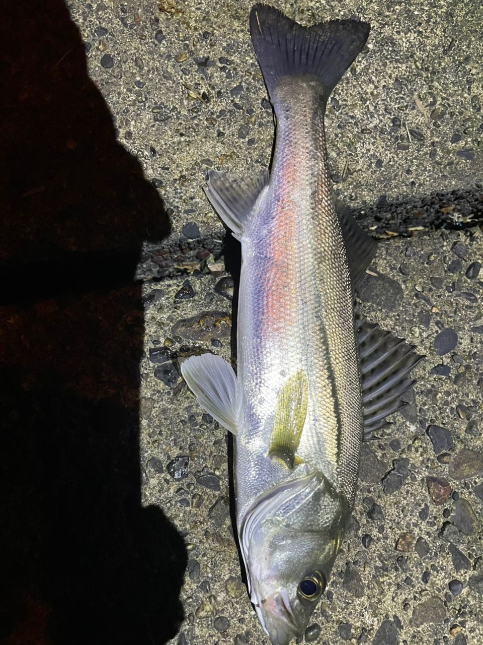 セイゴ（ヒラスズキ）