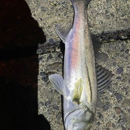 セイゴ（ヒラスズキ）