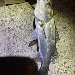 セイゴ（ヒラスズキ）