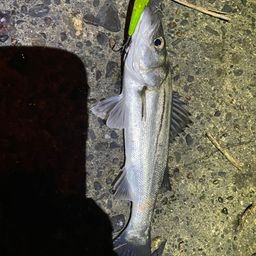 セイゴ（ヒラスズキ）