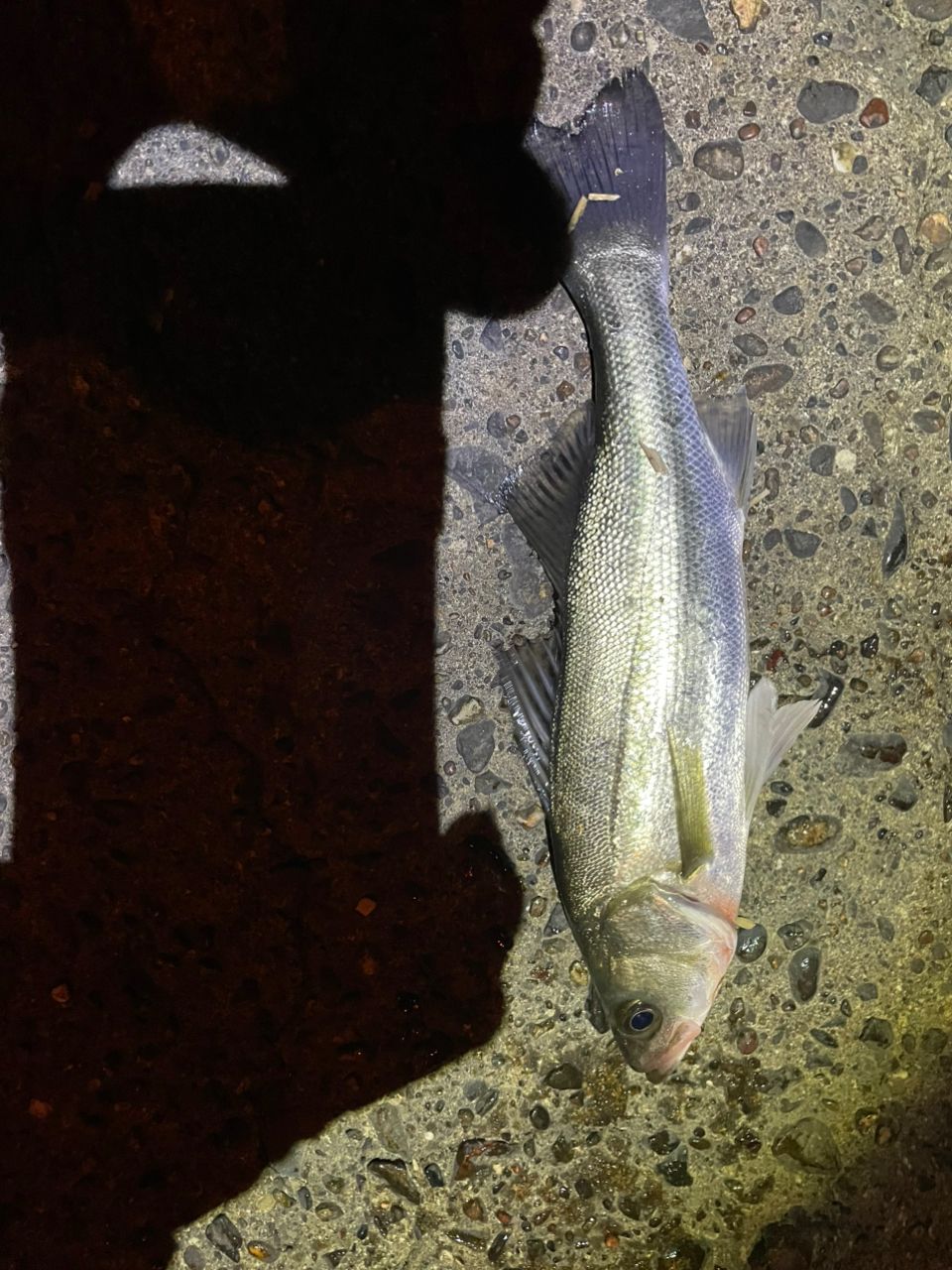 セイゴ（ヒラスズキ）