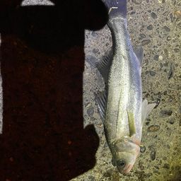 セイゴ（ヒラスズキ）