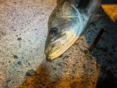 シーバスの釣果