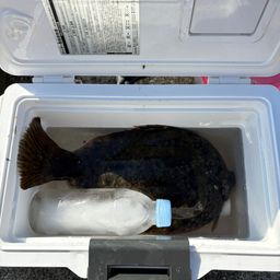 カレイ