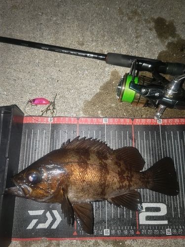 メバルの釣果