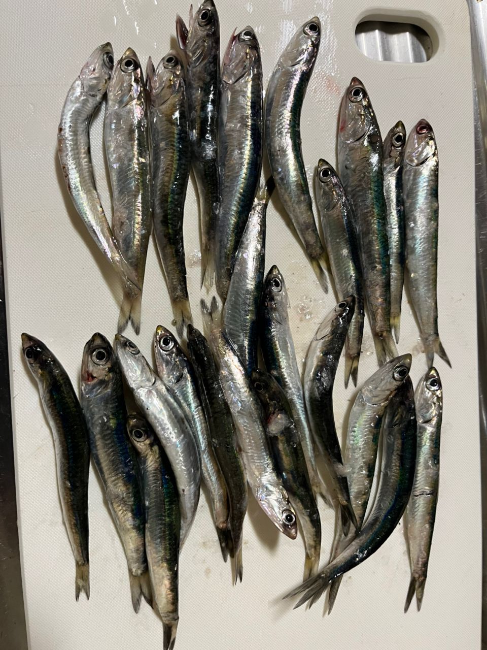 カタクチイワシ