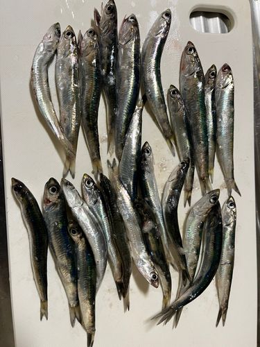 カタクチイワシ