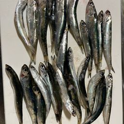 カタクチイワシ