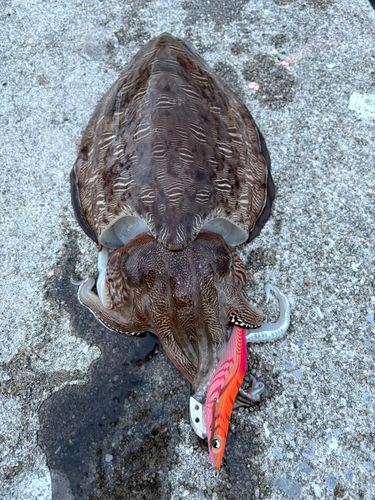 コウイカの釣果