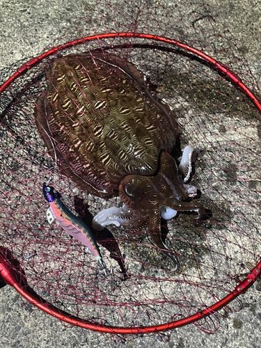 コウイカの釣果