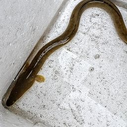 ウナギ