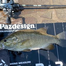 スモールマウスバス