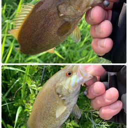 スモールマウスバス