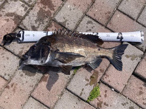 クロダイの釣果