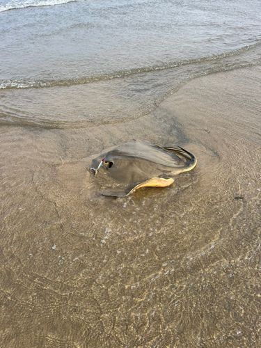 アカエイの釣果