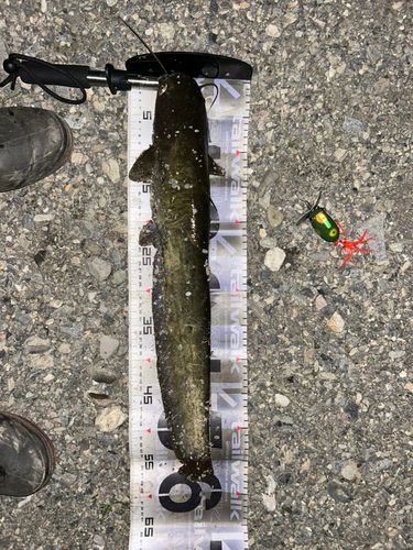 マナマズの釣果