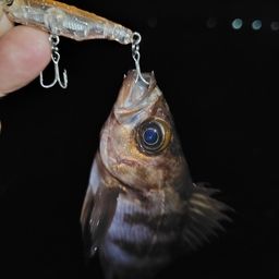 メバル