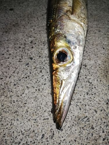 カマス