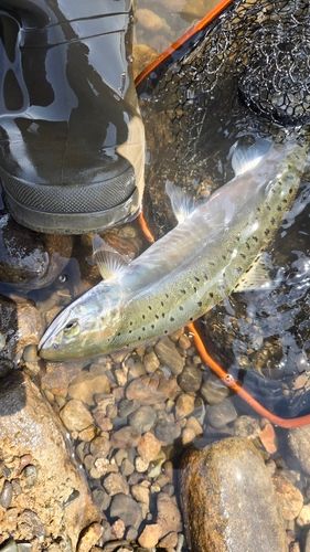 ニジマスの釣果