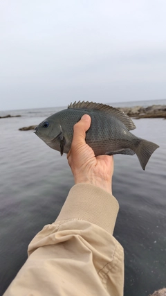 メジナの釣果