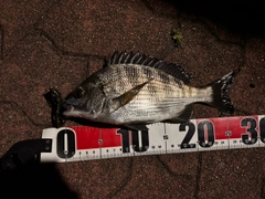クロダイの釣果