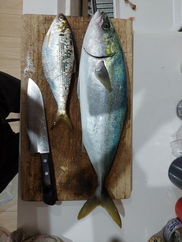 ハマチの釣果