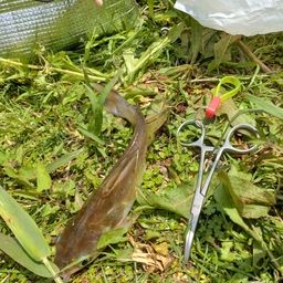 アメリカナマズ