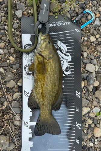 スモールマウスバスの釣果