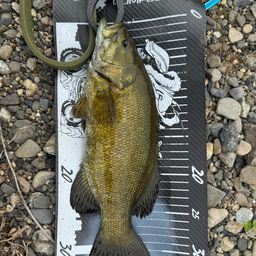 スモールマウスバス