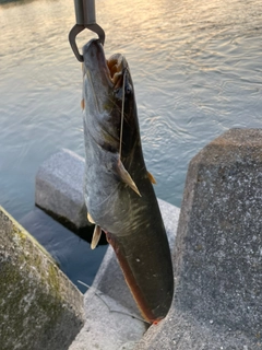 ナマズの釣果