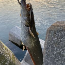 ナマズ