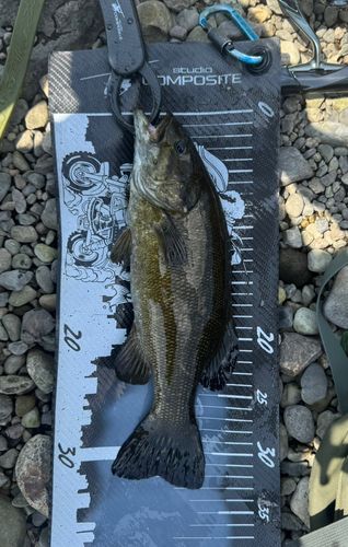 スモールマウスバスの釣果