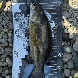 スモールマウスバス