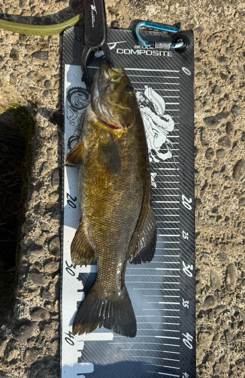 スモールマウスバス