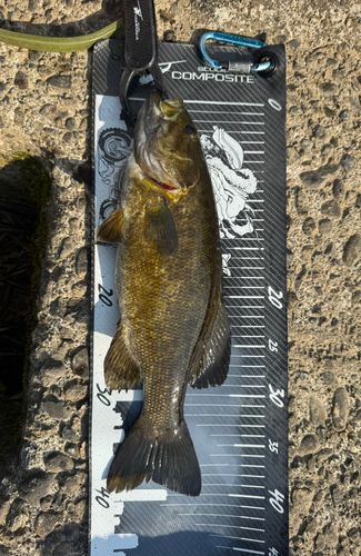 スモールマウスバスの釣果