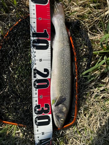 イワナの釣果